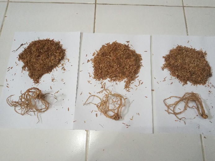 Bonggol Bunga Aglonema Golden Hope