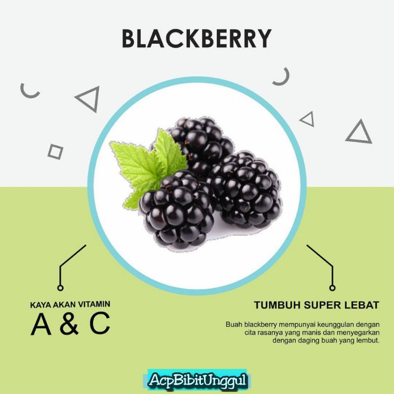 Bibit Blackberry/Berry Hitam super-2