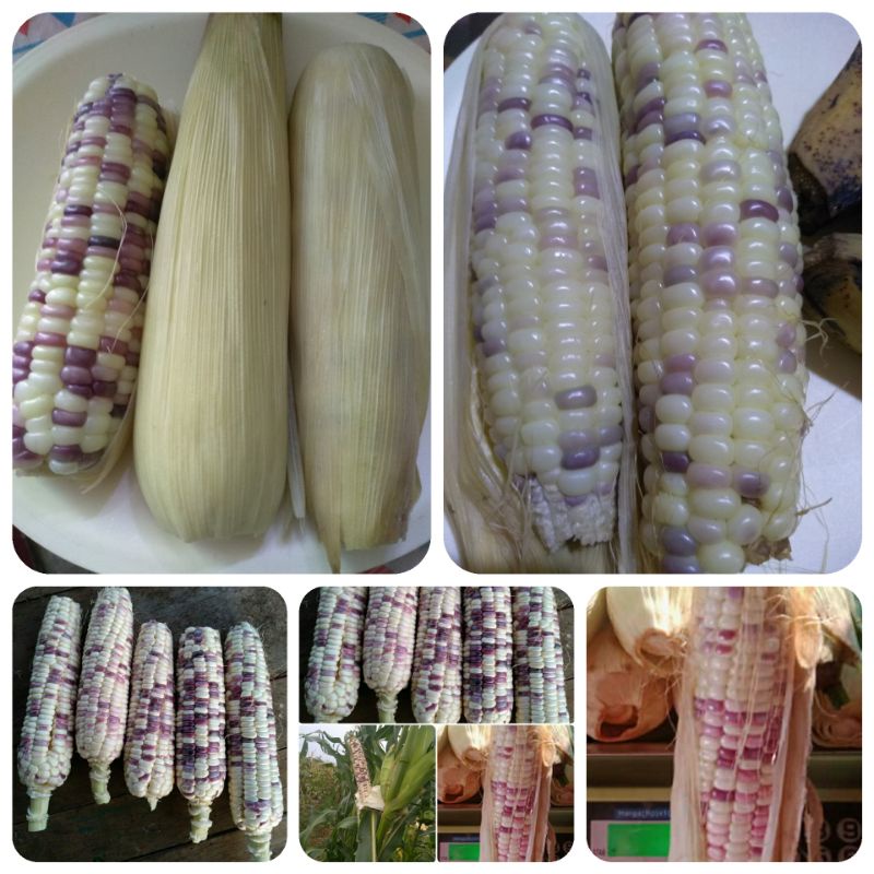 Jagung Ketan Putih Ungu