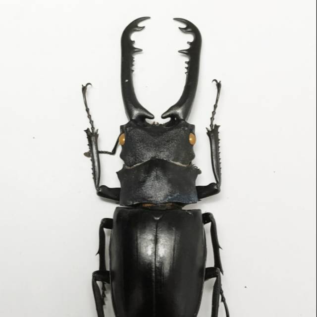 AWETAN SERANGGA ASLI/TAXIDERMY KUMBANG CAPIT GIRAFFA