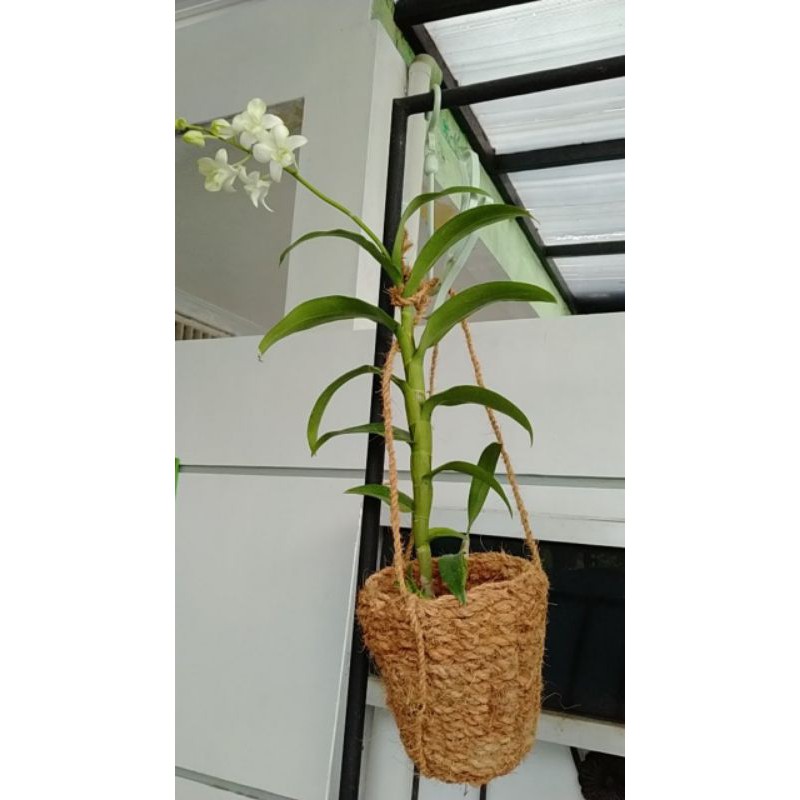 Pot gantung/pot bulan/Pot sabut Kelapa/Pot Anggrek/Pot Serabut Kelapa/Media Tanaman Anggrek