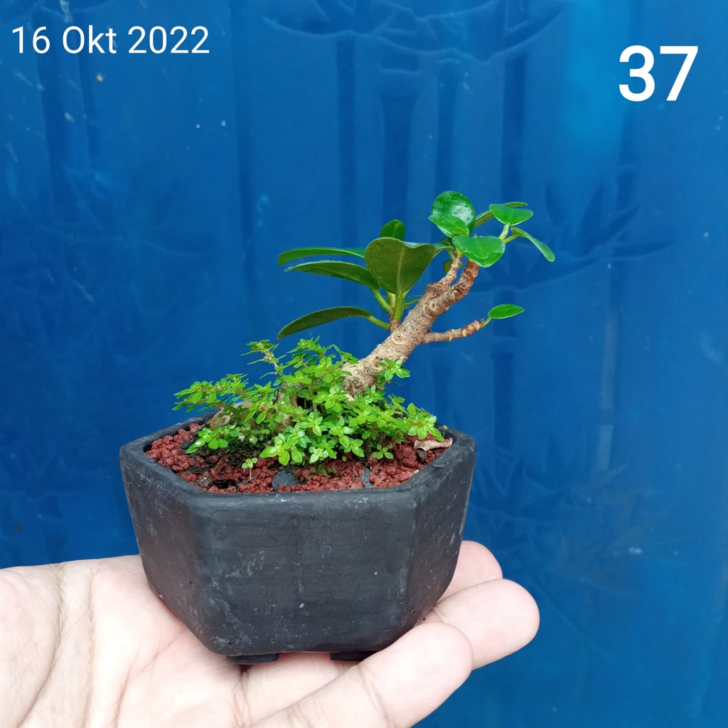 Mame Beringin Dolar / Beringin Korea Model #37, Bonsai Mame Shito Dari semai Biji