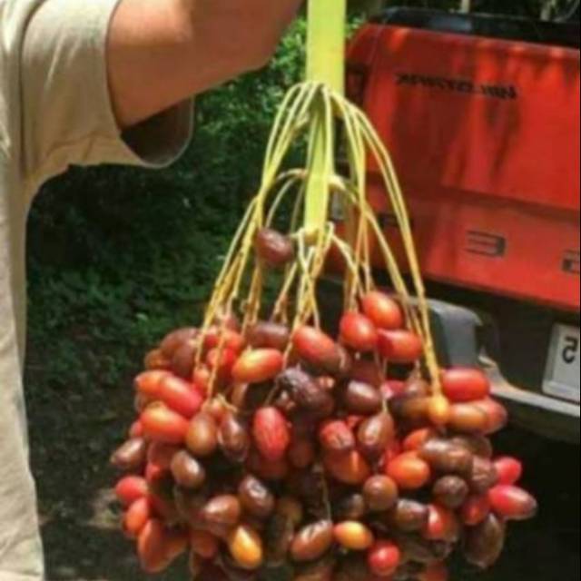 Bibit kurma h1 merah