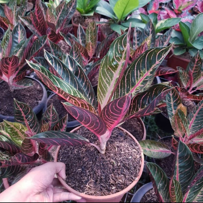 Aglonema Red Sumatra - red Sumatra