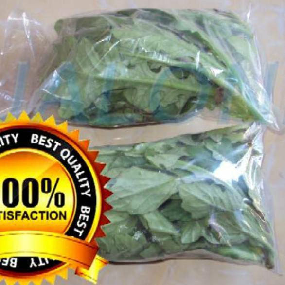 

ㅃ daun dewa segar asli organik 100gram bukan tapak liman tanpa pestisida だ