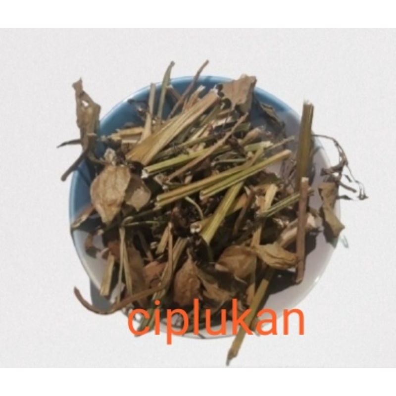 

Ciplukan kering(daun, batang, buah&akar) /pohon cecendet/herbal diabetes