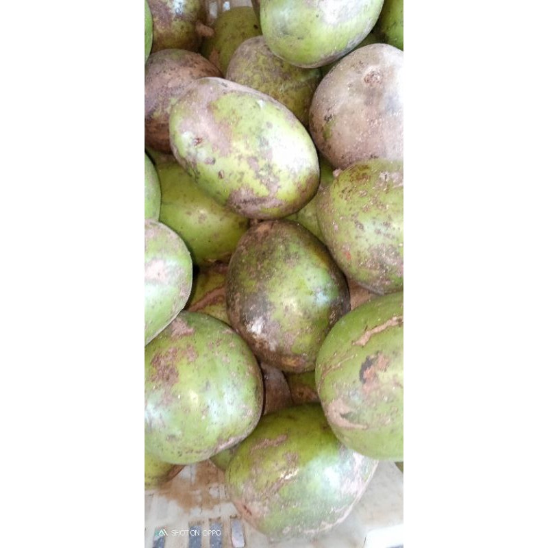 

satu kilo buah kedondong segar