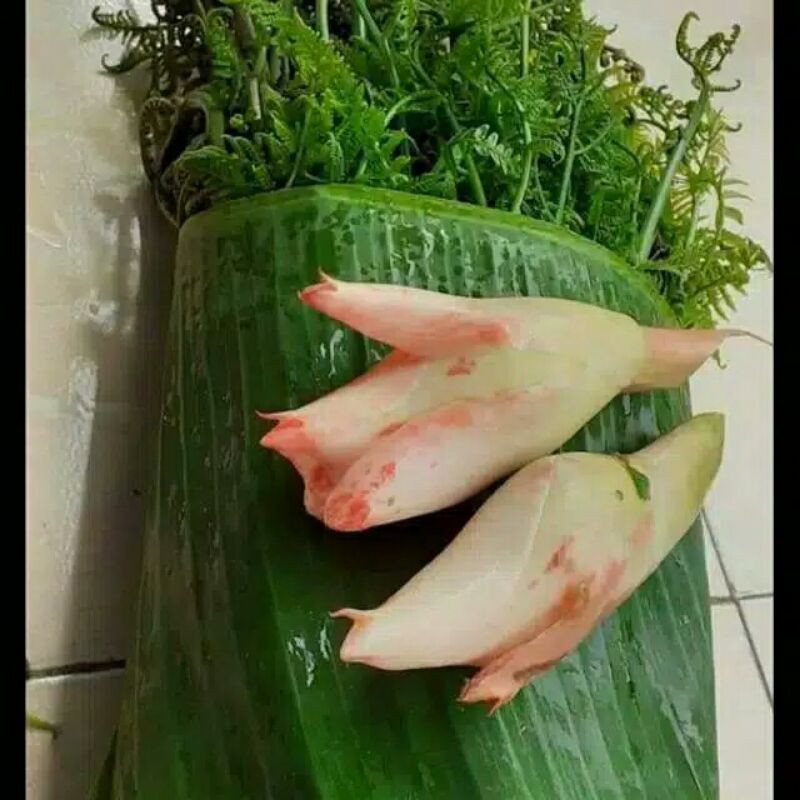 

1 Ikat Pakis / Sayur Pakis / Pakis Muda