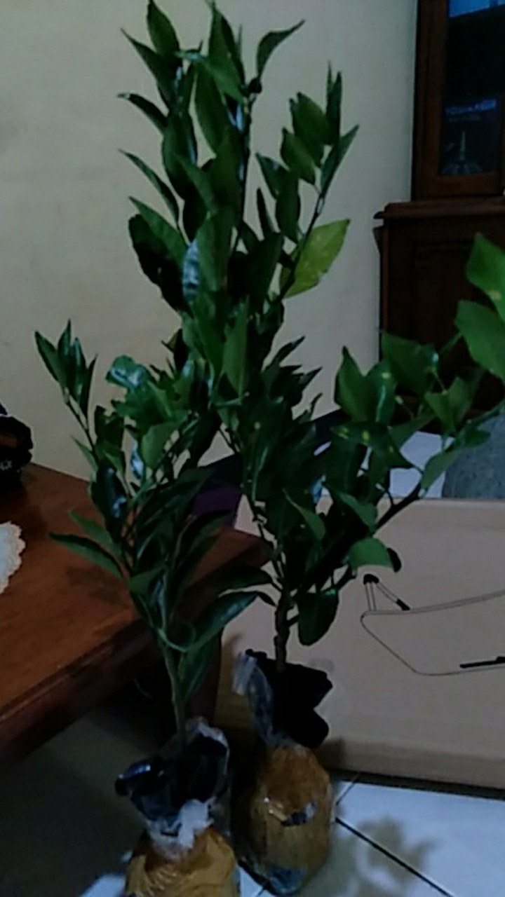 Bibit Buah Jeruk Mandarin Super Hasil Okulasi