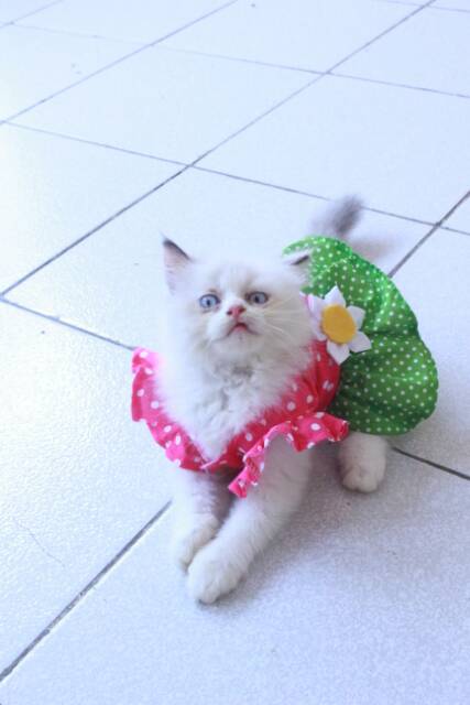 Dress pingrind polkadot lucu untuk kucing dan anjing / baju kucing murah meriah size S M L XL