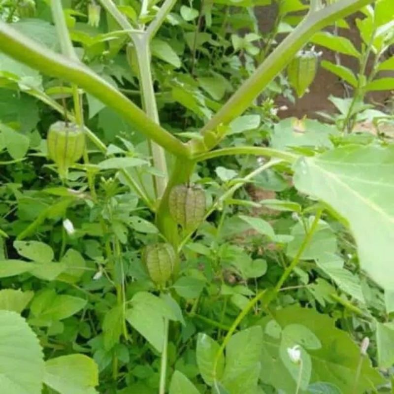 TANAMAN HERBAL CIPLUKAN/POHON CIPLUKAN HERBAL