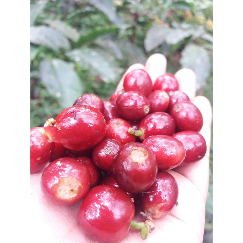 

arabica natural kalipedati "roastbean