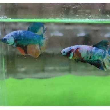 paket ikan cupang nemo male cantik untuk 2 ekor warna ajib murah real pict 100%