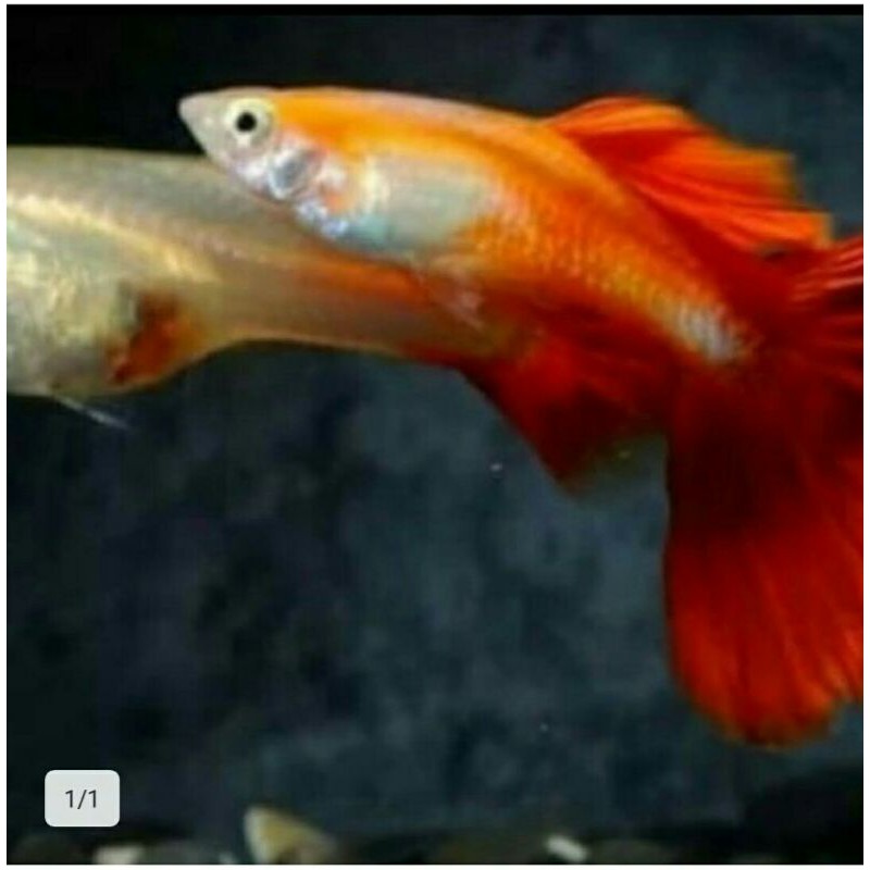 Ikan hias Guppy Red Blood