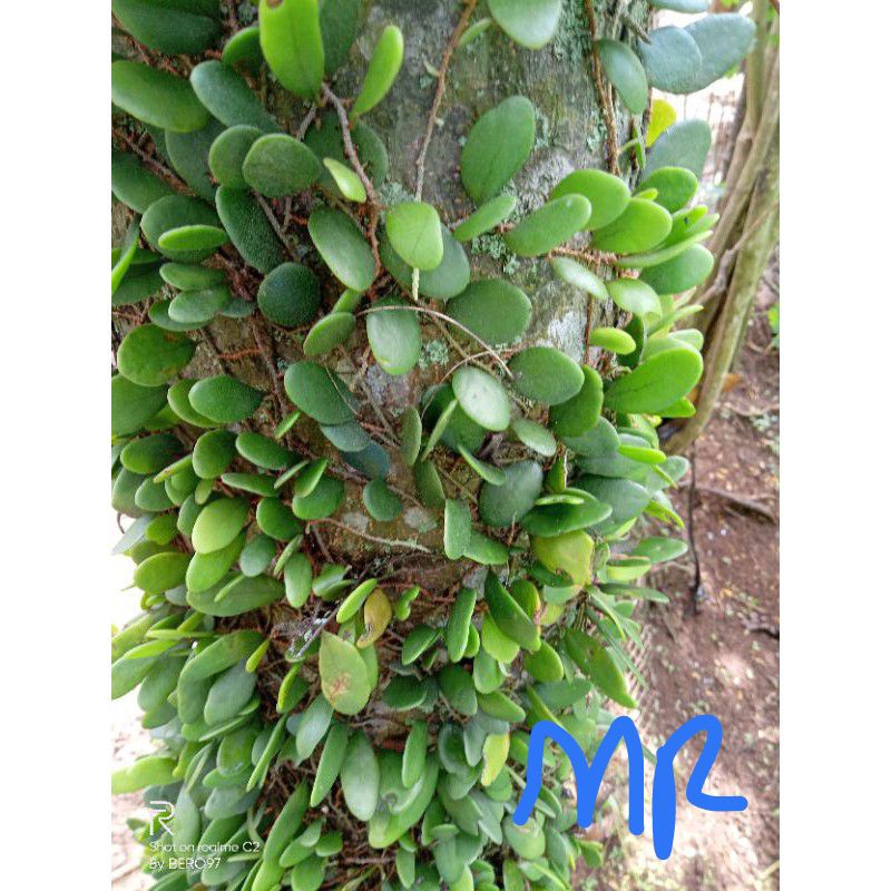 

Daun picisan segar 500 gram