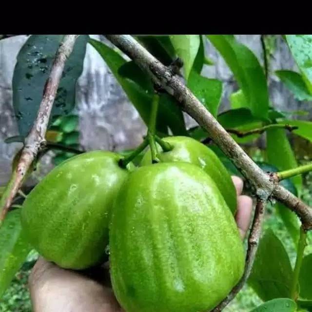 Bibit Jambu Air Kiojok