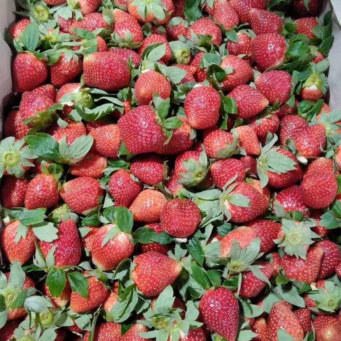 

Strawberry Fresh Super/ Buah Segar 500Gram