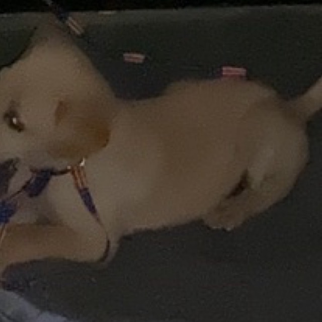 

Sumbang Makanan untuk Anjing