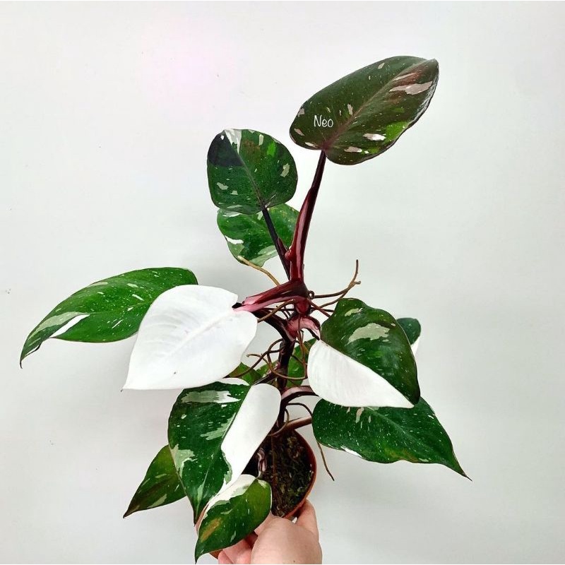 Philodendron White Knight / Tanaman Hias Philodendron White Knight Anakan