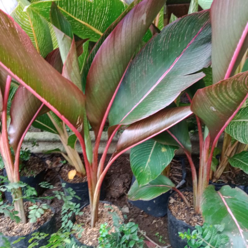 TANAMAN HIAS PISANG BUGIS / PISANG MERAH