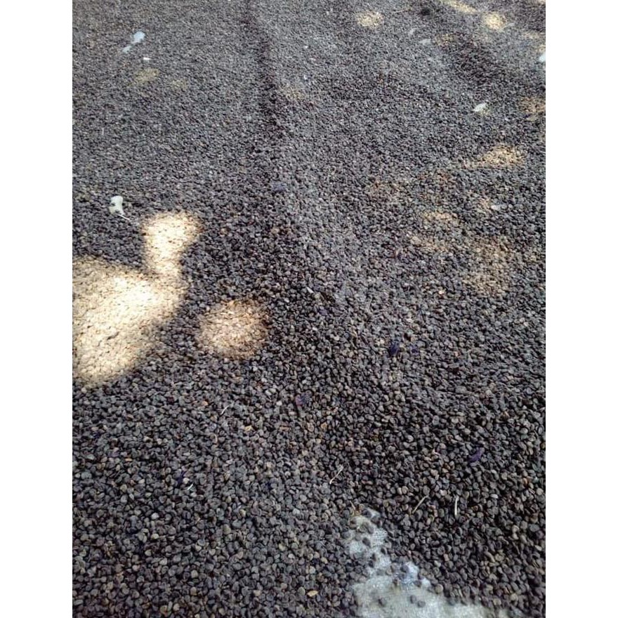 Super 5 Ons Biji Benih Bunga Rosella Ungu Hitam