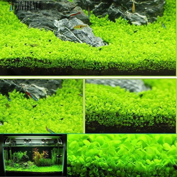Bibit Benih Big Leaf Grass Carpet  Seed  Aquascape Aquarium 