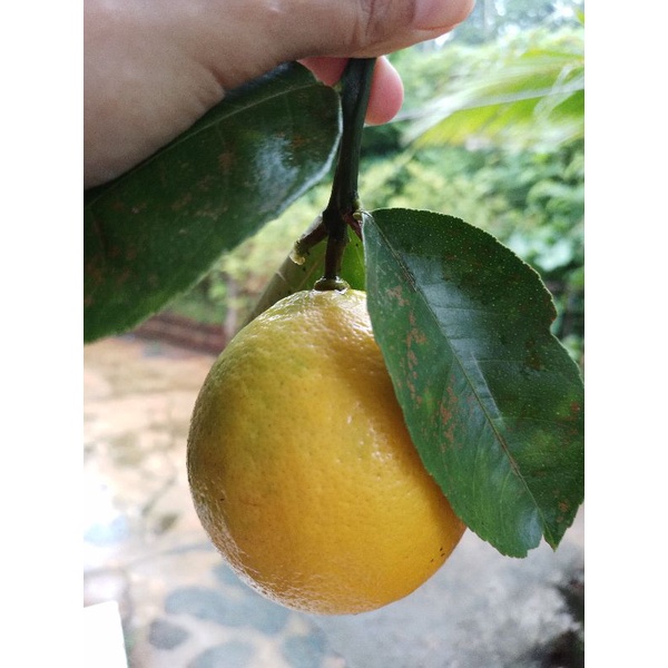 

Jeruk Lemon California Satuan - Bumi Pangan