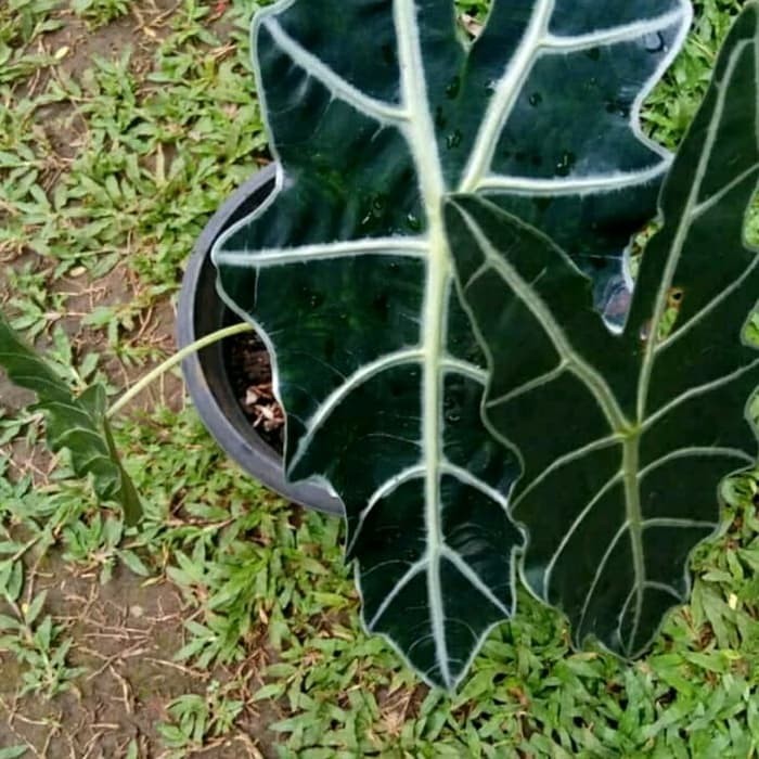 Jual Pohon hias keladi hitam Amazon/tengkorak