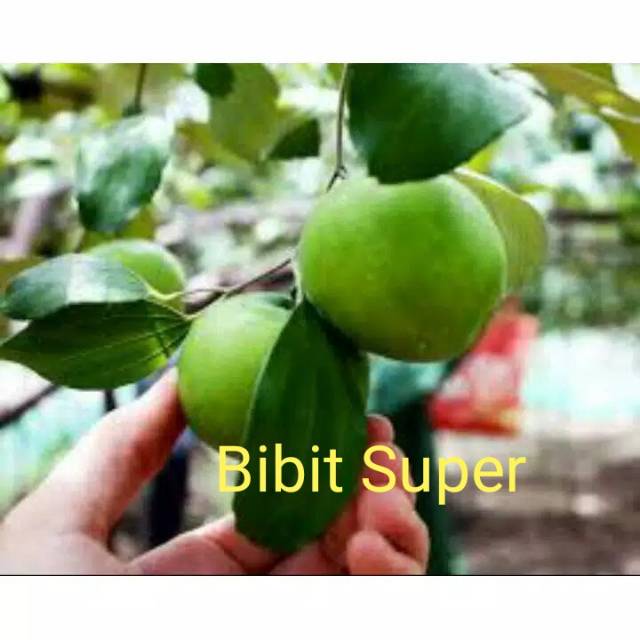 Bibit pohon Apel Futsa