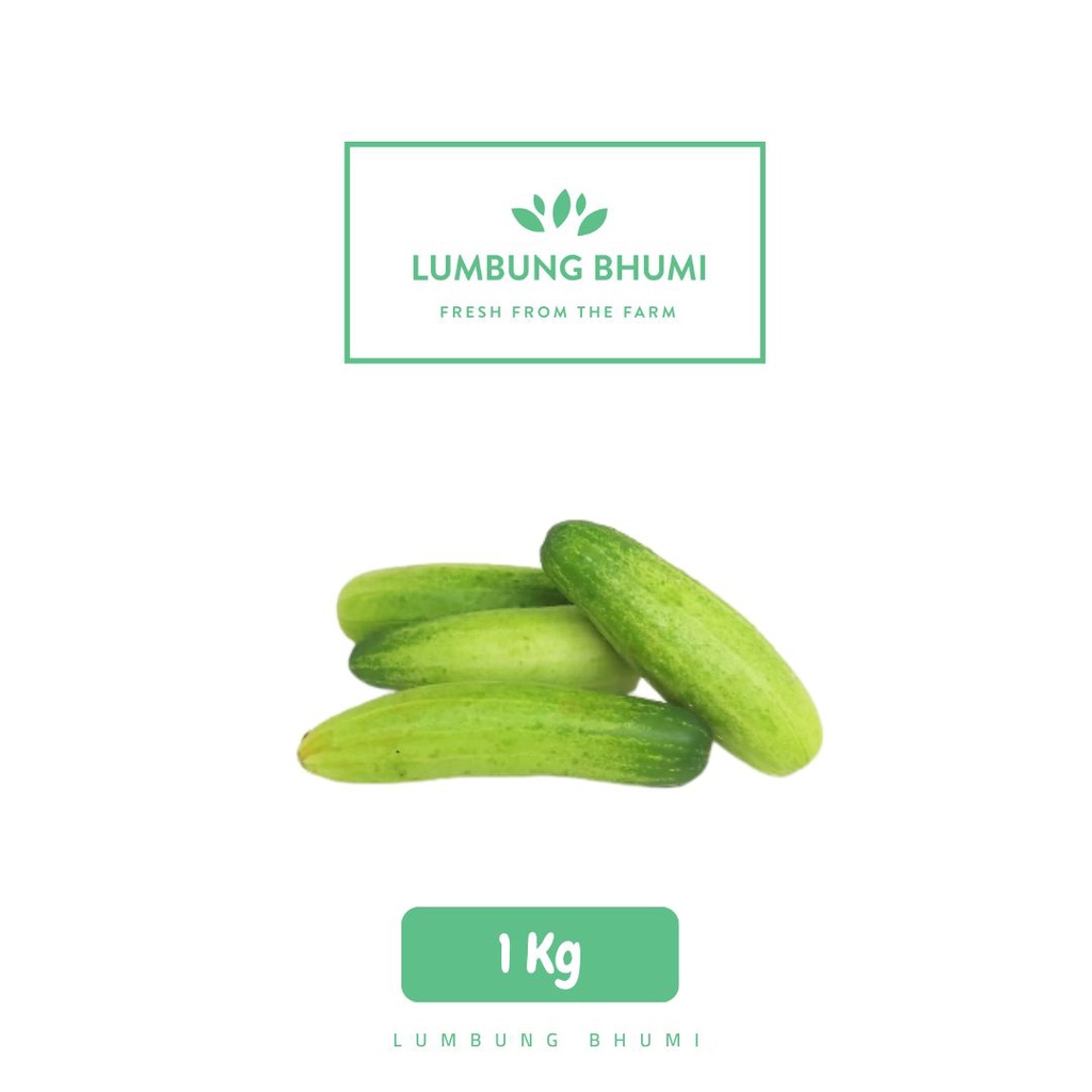 

Lumbung Bhumi - Baby Timun 1 Kg ( Sayur Curah )