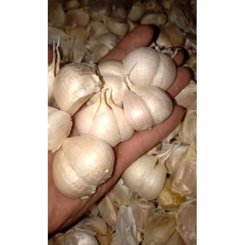 

Bawang Putih | Kating | Sinco
