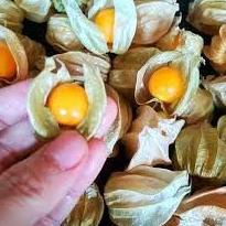 

[PRODUK KLGVY] PROMO CIPLUKAN/CECENDET/GOLDEN BERRY 250 GRAM AJZ