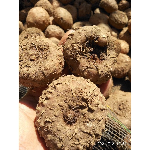

[Fresh] BIBIT PORANG ISI 3 BUTIR 1KG TERMURAH BIBIT UMBI PORANG ASLI DORMEN