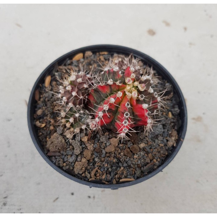 KAKTUS GYMNOCALCYCIUM MIHANOVICHI