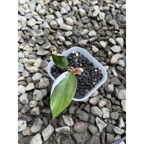 Philodendron White Knight