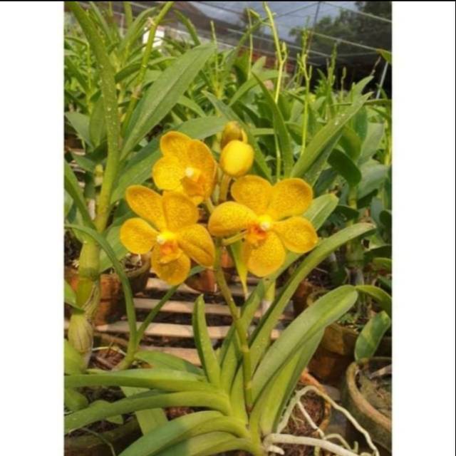 Anggrek Vanda dewasa bunga kuning besar