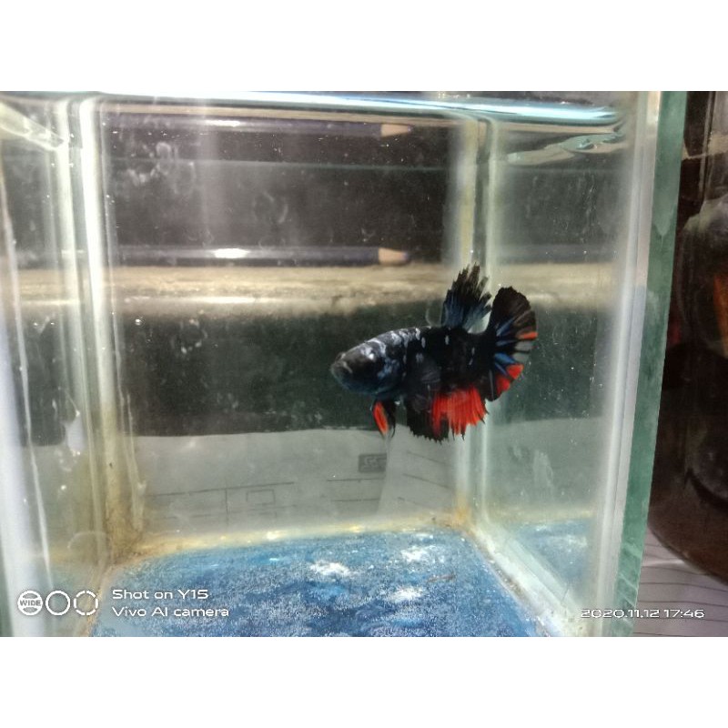 bahan Avatar kalimaya BELI 3 GRATIS 1