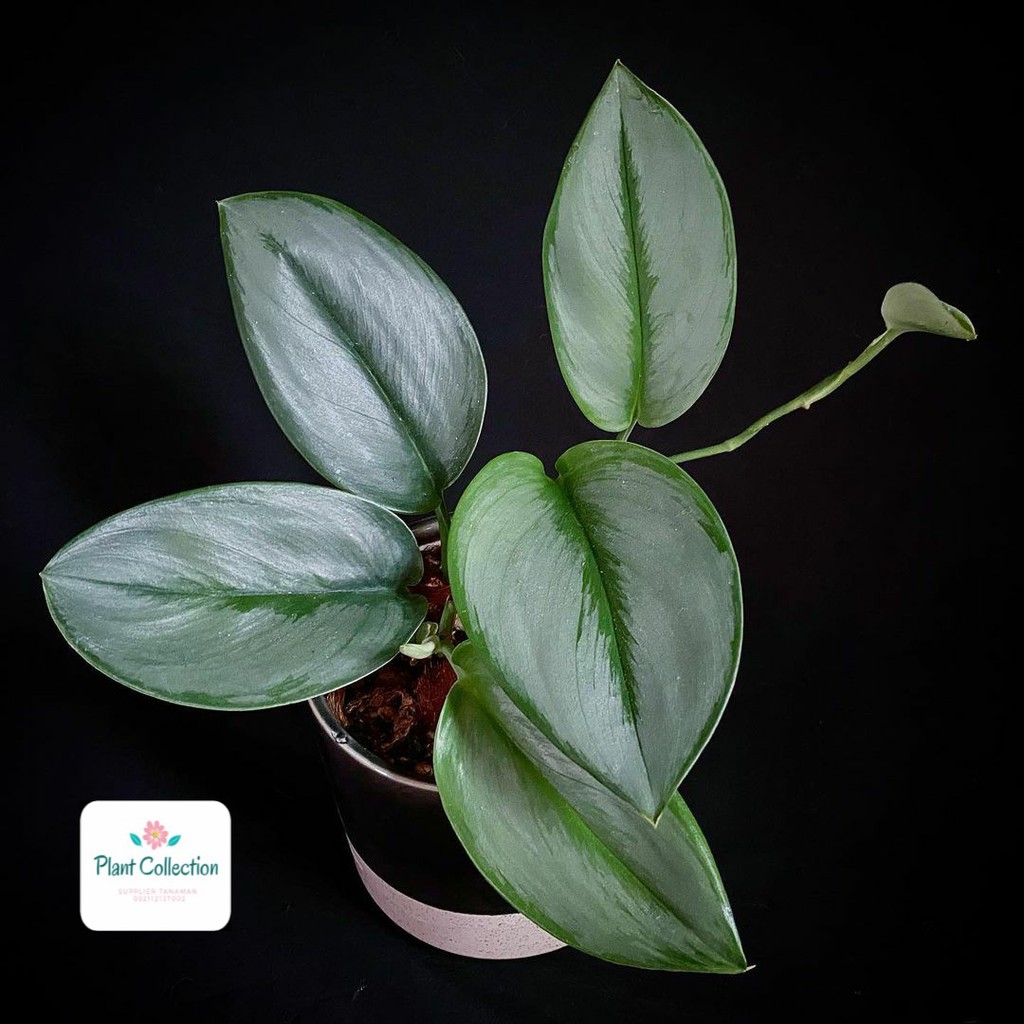 TANAMAN HIAS SCINDAPSUS TREUBII | SCINDAPSUS MONLIGHT