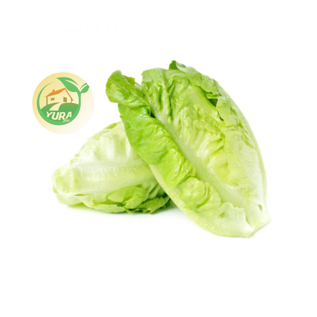 

BABY ROMAIN Organik 100% - Sayur Segar Organic