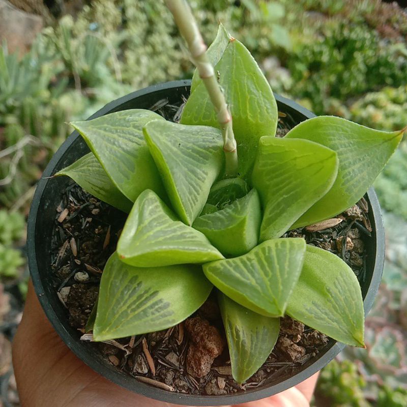 Sekulen haworthia retusa medium