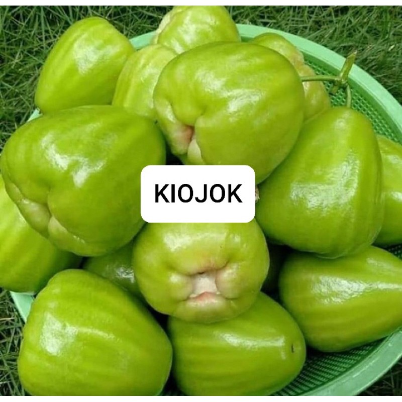 Bibit jambu air Kiojok