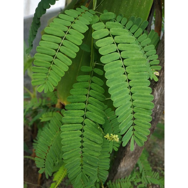 Jual Daun Saga Segar Daun Sogoktunteng Daun Saga Manis Obat Flu Dan