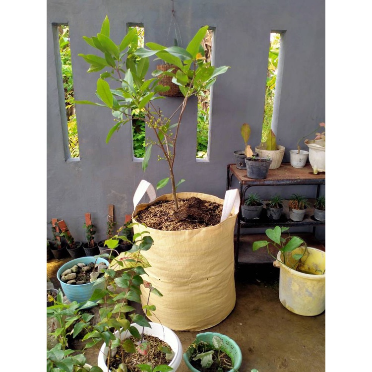 PLANTER BAG POT TANAMAN POT BIBIT POT BUNGA 75L