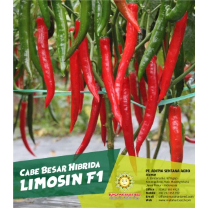 CABE BESAR HIBRIDA | LIMOSIN F1