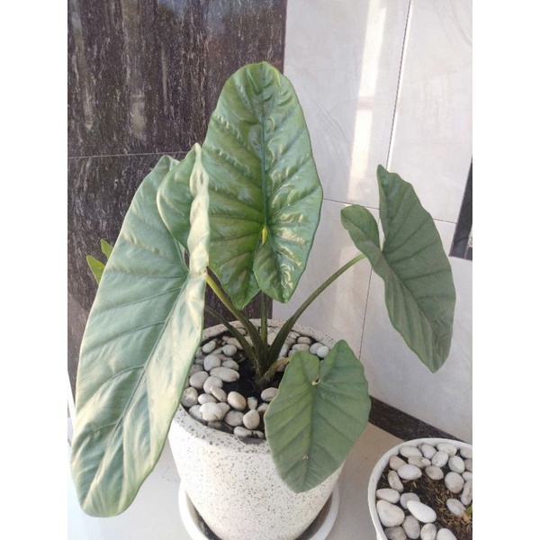 ALOCASIA CORAZON