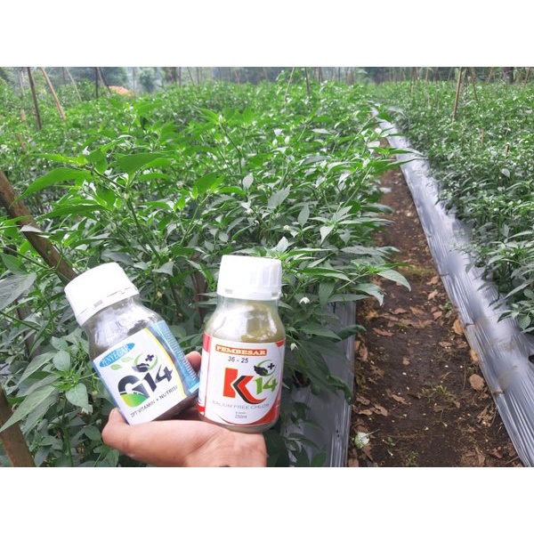 Paket Agroben G14 dan K14 250ml | Penyubur dan Pembesar Buah/Umbi - Agroben Indonesia