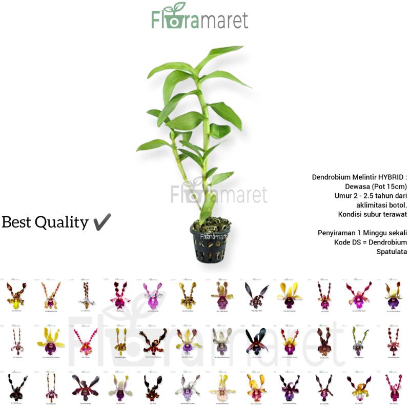 Anggrek Dendrobium Melintir Dewasa - Anggrek dendrobium melintir dewasa hybrid umur 2.5 tahun