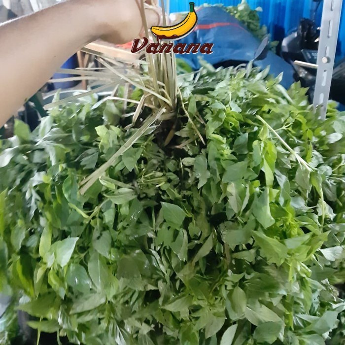 

Sayur Daun Kemangi 1 Gabung besar