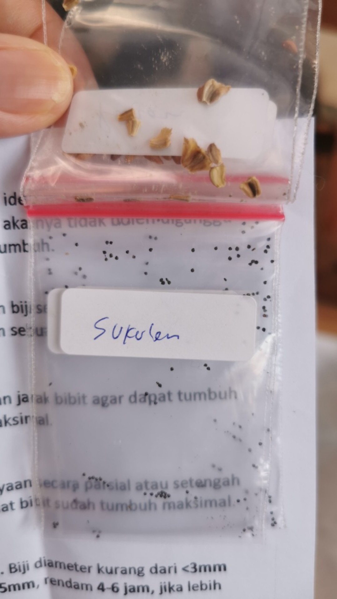 Benih/biji Sukulen Aneka Ragam Jenis