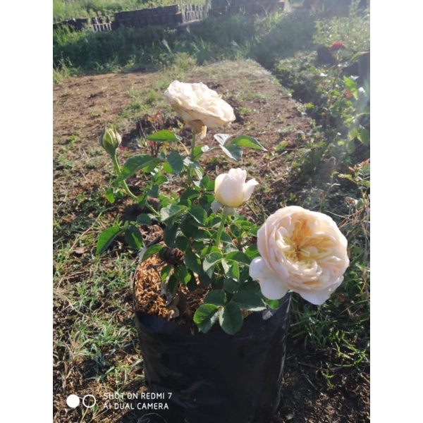 MAWAR IMPORT JULIET (DEWASA)